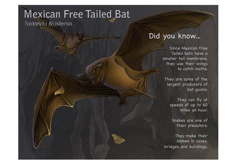 Mexican Free Tailed Bat :: Behance