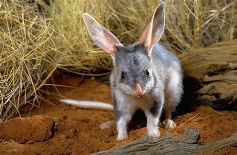 Success Story: The Greater Bilby Makes A Comeback - Animal Talk