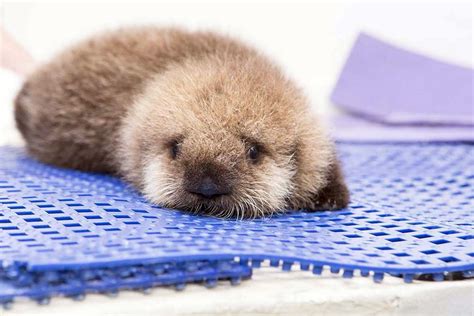 Baby sea otter joins Shedd Aquarium - Chicago Tribune