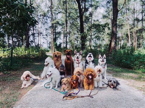 7 Dog-Friendly Hiking Trails In Singapore For Good Doggos Who Deserve ...