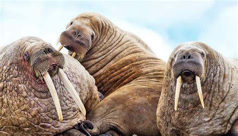 When the Norse settled Iceland, its walrus disappeared - Futurity