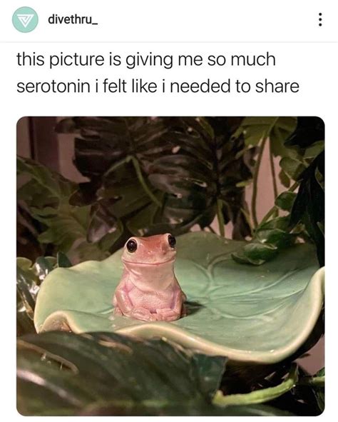 30+ Hoppity Wholesome Frog Memes To Lighten The Mood | Funny frogs, Pet ...