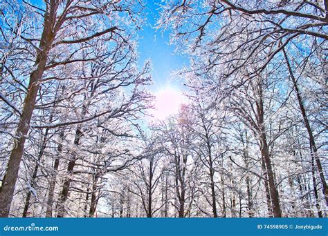 Winter in the Swedish Forest Stock Image - Image of country ...