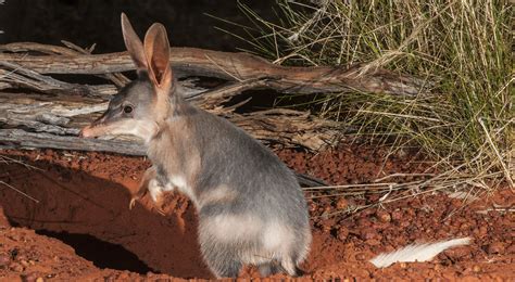 Greater-Bilby | Australian Wildlife