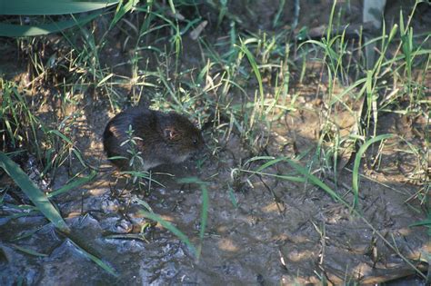 meadow vole | CCE Suffolk Long Island Gardening