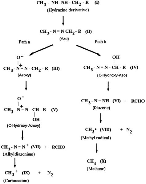 Scheme 1. Proposed mechanisms for the metabolism of di-substituted ...