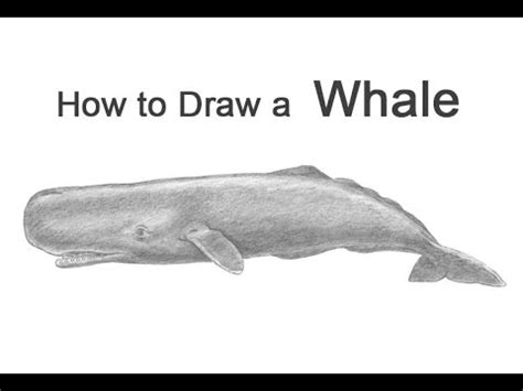 How To Draw Sperm Whale - Postregister25