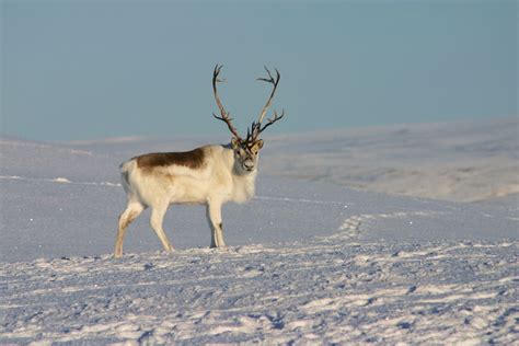 Reindeer | Habitat, Diet, Antlers, & Facts | Britannica