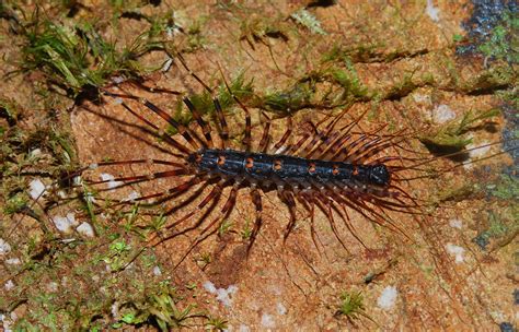 Long-legged centipede (Scutigeridae) - a photo on Flickriver