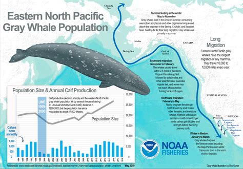 There and back again: Uncovering the mysteries of gray whale migration ...