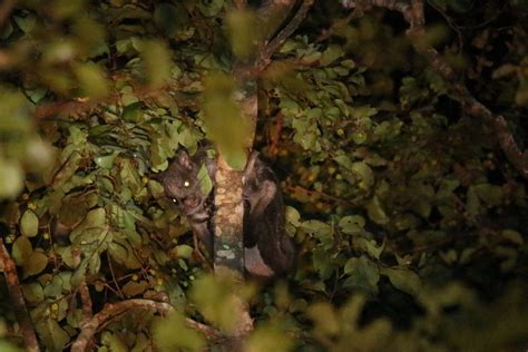 Seeking the elusive and nocturnal Flying Squirrels of Sri Lanka ...