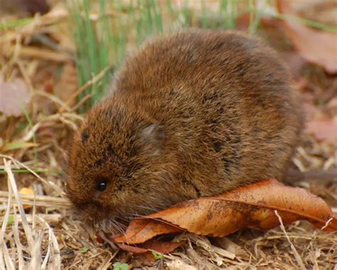 Eastern Meadow Vole - Facts, Diet, Habitat & Pictures on Animalia.bio