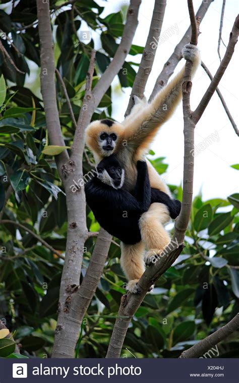 Gibbons High Resolution Stock Photography and Images - Alamy