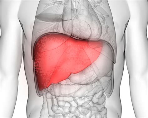 What Is Diffuse Hepatic Steatosis? | Fatty Liver Disease