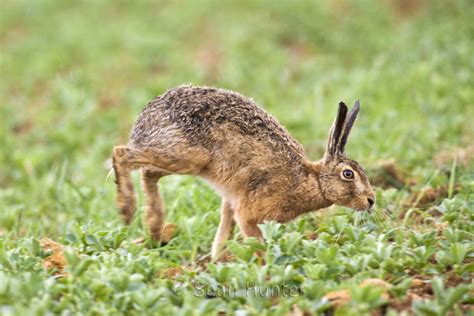 Sean Hunter Photography - European Brown Hare