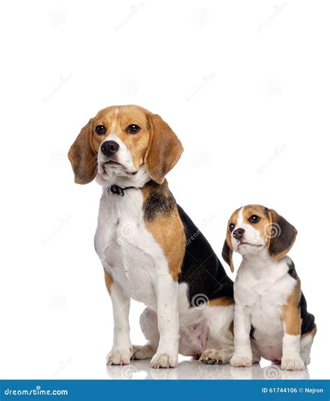 Beautiful beagle family stock photo. Image of care, lying - 61744106