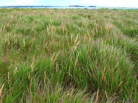 Calamagrostis canadensis - Alchetron, the free social encyclopedia