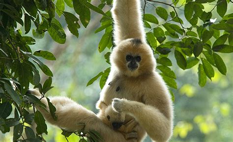 Gibbon genome joins Ensembl | EMBL