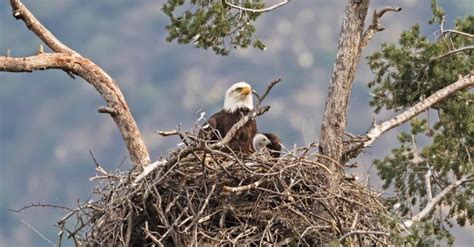 Bald Eagle Nest: 10 Fun Facts - IMP WORLD