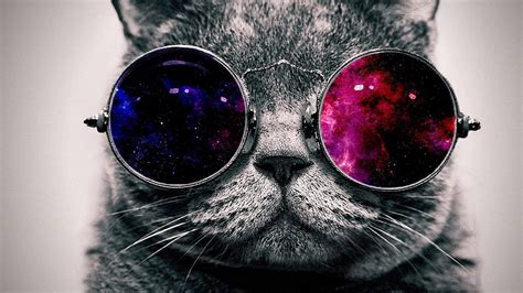 🔥 [50+] Cat With Glasses Wallpapers | WallpaperSafari