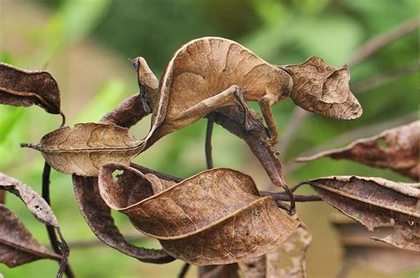 animals, Reptile, Gecko, Camouflage Wallpapers HD / Desktop and Mobile ...