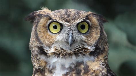 Great Horned Owl | Elmwood Park Zoo