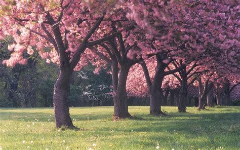 cherry, Blossom, Trees