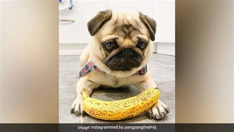 Watch: Adorable Pug Loves Eating Fruits & Veggies More Than Dog Food ...