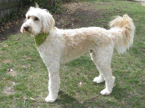 Labradoodle Haircuts For Summer – PINMOMSTUFF