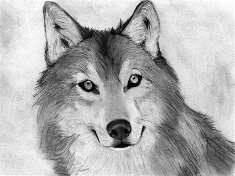 Pencil Drawings Of Animals