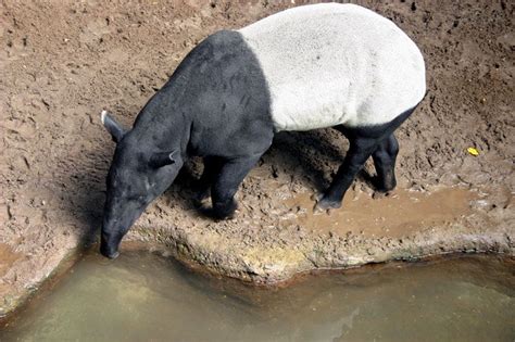 Tapir | Tropical, Forest-Dwelling & Herbivorous | Britannica