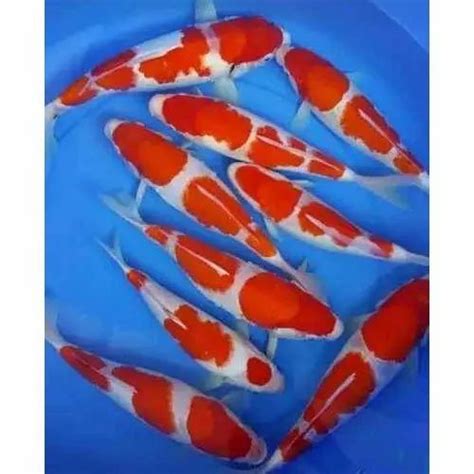 Kohaku Koi Fish, Size: 10-14 Inch, Up To 20 Years at Rs 18000/piece in ...