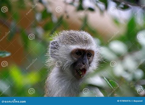 Vervet monkey baby stock photo. Image of city, south - 97896976