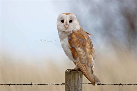 🔥 [50+] Barn Owl Wallpapers | WallpaperSafari