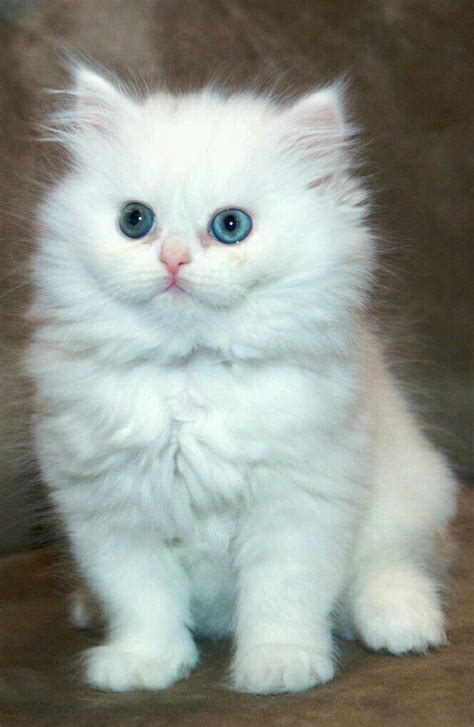 43+ Blue Eye White Munchkin Kitten - Furry Kittens