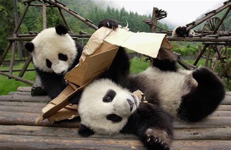 Giant Panda Cubs Playing Photograph by Katherine Feng