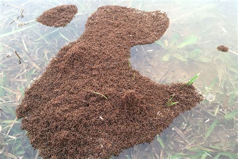 Fire Ants Form Rafts to Float on Water - JSTOR Daily