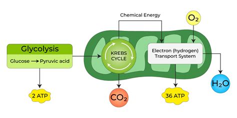 What is Aerobic And Anaerobic Respiration? - Definition, Difference