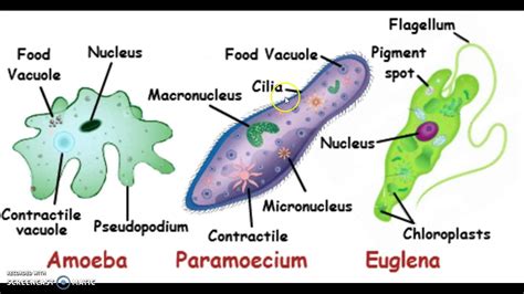 Why do some unicellular organisms form a cyst around themselves during ...