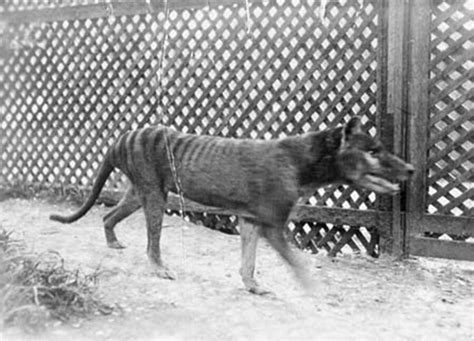 The History Of The Thylacine, The Extinct Tasmanian Tiger Of Australia