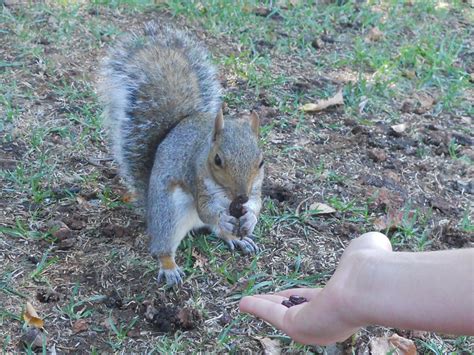 Feeding a friendly Squirrel - Squirrels Photo (16587906) - Fanpop