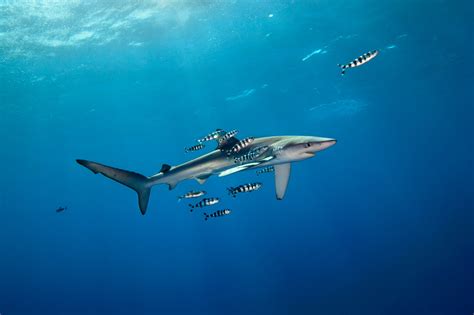 Blue Shark with Pilot Fish - Azores, Portugal : r/sharks