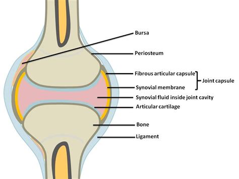 What Is The Fibrous Capsule - Rayford Brown Kapsels