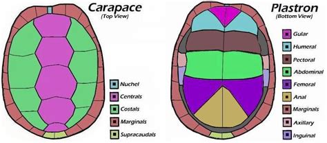 Sea Turtle Shell Anatomy