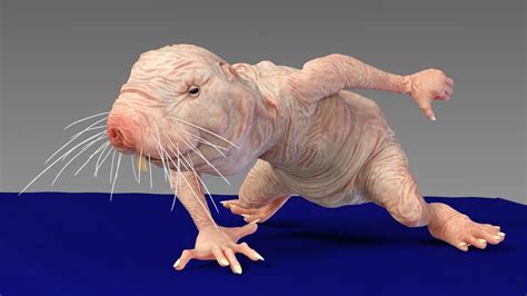 Unveiling the Fascinating World of the Naked Mole Rat