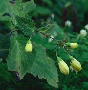 Kirengeshoma palmata | Plant leaves, Plants, Garden