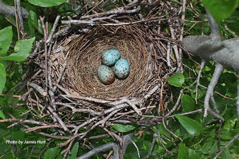 Tennessee Watchable Wildlife | Northern Mockingbird - Habitat: 1