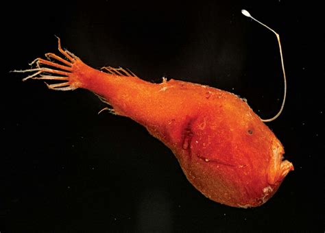 How Do I Get To Anglerfish: A Deep-Sea Adventure Guide