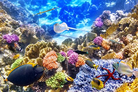 Coral Reef Wallpaper Widescreen Hd