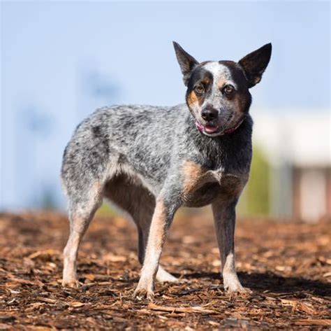 Bluey Australian Cattle Dog - InfoRekomendasi.com